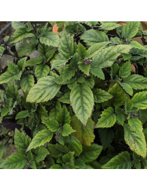 Plectranthus Velvet Elvis (20lt) Plectranthus Velvet Elvis (20lt)