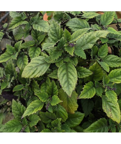 Plectranthus Velvet Elvis (3lt)