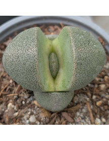 Pleiospilos nelii (0.8lt) Pleiospilos nelii (0.8lt)