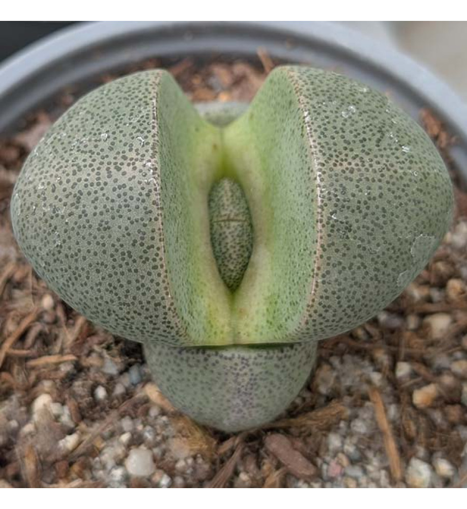 Pleiospilos nelii (0.8lt)