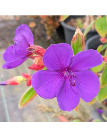 Pleroma urvilleana (AKA: Tibouchina) (2lt)