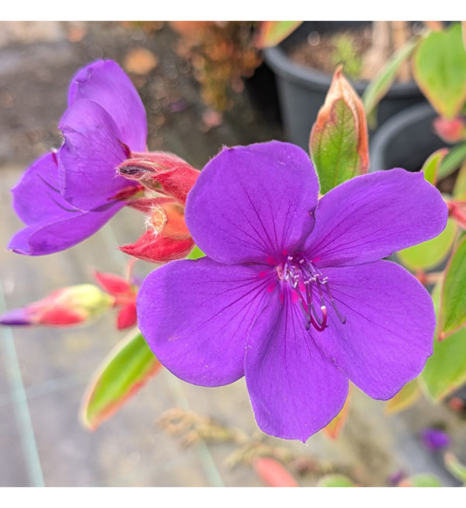 Pleroma urvilleana (AKA: Tibouchina) (2lt)