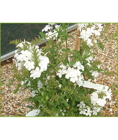 Plumbago capensis Alba (7lt)