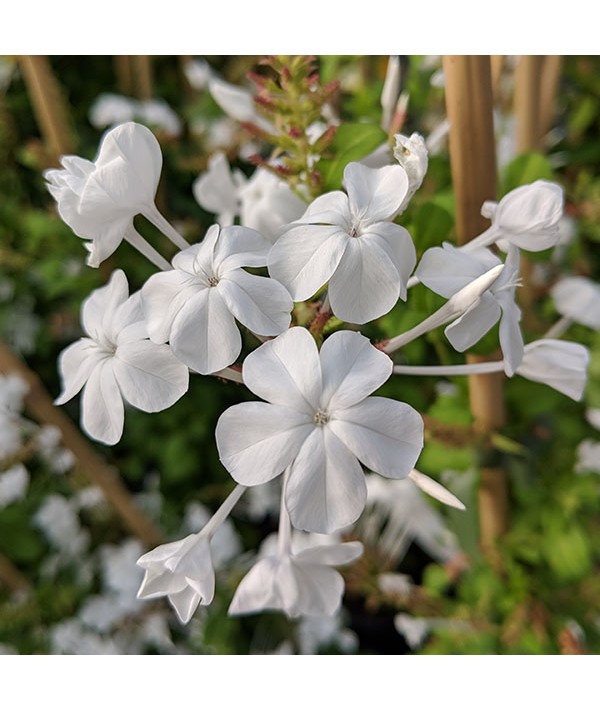 Plumbago capensis Alba (7lt)