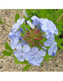 Plumbago auriculata Crystal Waters (12lt)