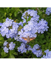 Plumbago auriculata Crystal Waters (7.5lt)