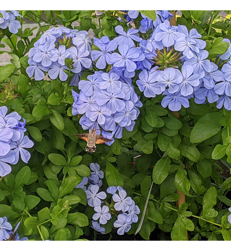Plumbago auriculata Crystal Waters (7.5lt)