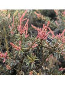 Podocarpus Country Park Fire (3lt)