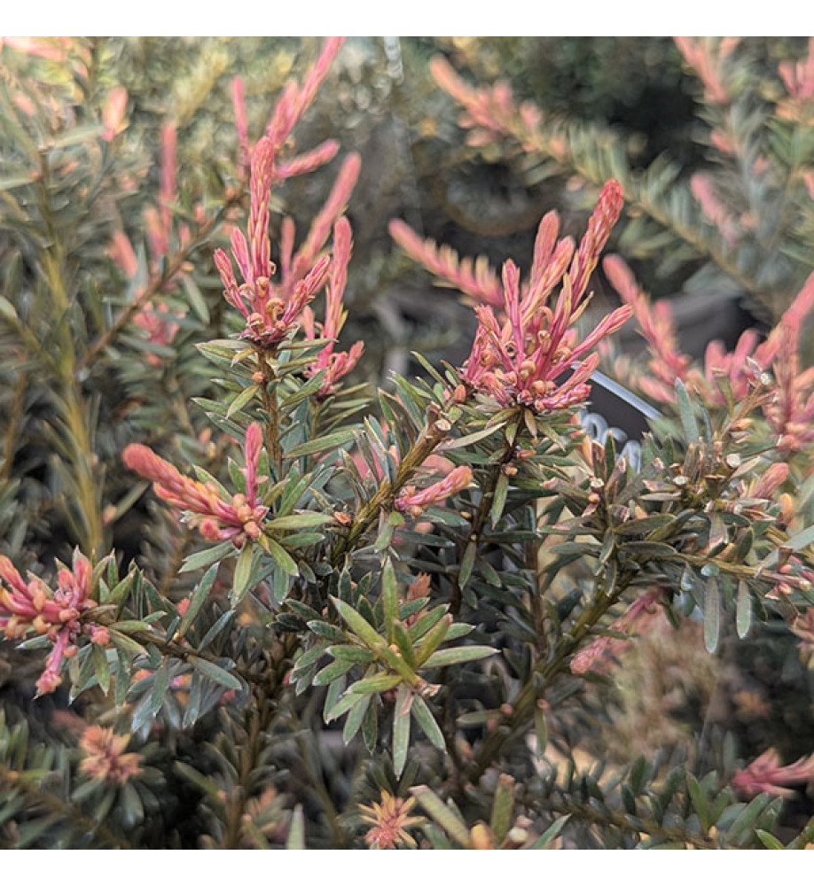 Podocarpus Country Park Fire (3lt)