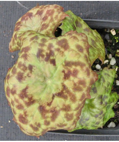 Podophyllum versipelle Spotty Dotty (1.5lt)