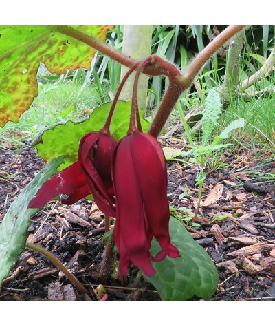 Podophyllum versipelle Spotty Dotty (1.5lt)