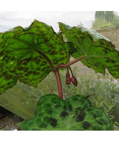 Podophyllum versipelle Spotty Dotty (0.8lt)