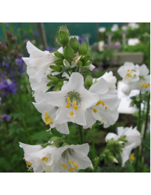 Polemonium caeruleum caeruleum album (1lt)