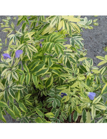 Polemonium Golden Feathers (1lt)