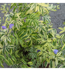 Polemonium Golden Feathers (1lt)