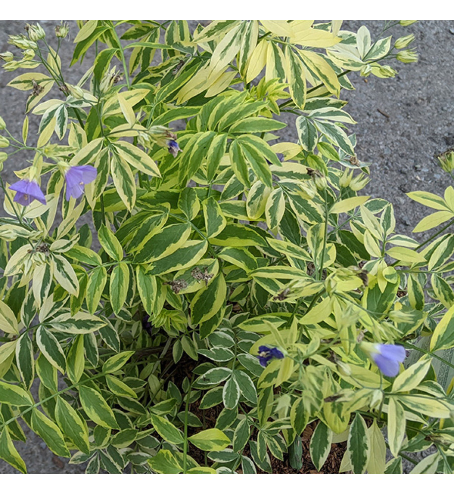 Polemonium Golden Feathers (1lt)