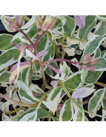 Polemonium reptans Jacob's Gold (1lt)