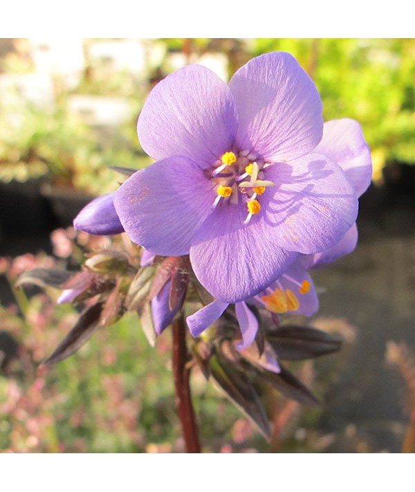 Polemonium yezoense hidakanum Purple Rain (1lt)