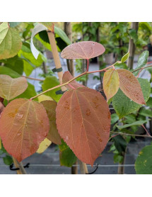 Poliothyrsis sinensis (12lt)