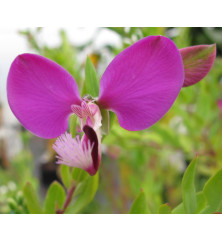Polygala x dalmaisiana (10lt)