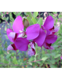 Polygala x dalmaisiana (25lt)