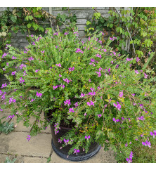 Polygala x dalmaisiana (10lt)