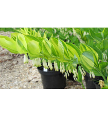 Polygonatum Langthorns Variegated (3lt)