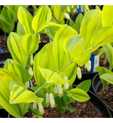 Polygonatum Langthorns Variegated (3lt)