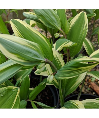 Polygonatum odoratum var. pluriflorum Variegatum (2lt)