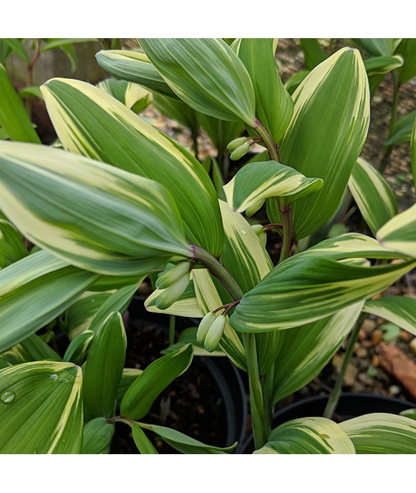 Polygonatum odoratum var. pluriflorum Variegatum (2lt) Polygonatum odoratum var. pluriflorum Variegatum (2lt)