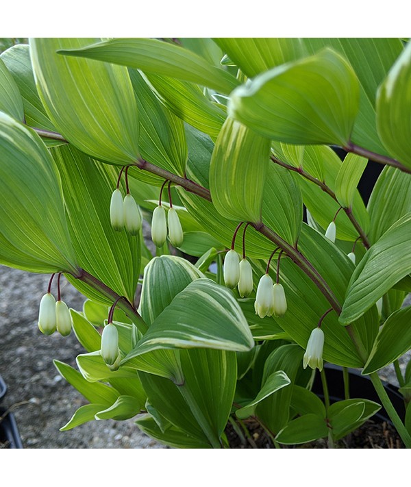 Polygonatum odoratum var. pluriflorum Variegatum (2lt)