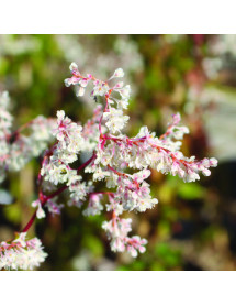 Polygonum baldschuanicum (3lt)