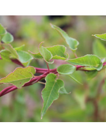 Polygonum baldschuanicum (3lt)