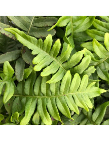 Polypodium vulgare (0.8lt)