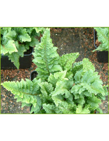 Polystichum aculeatum (1lt)