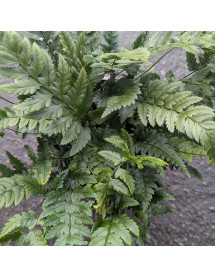 Polystichum biaristatum (1lt)