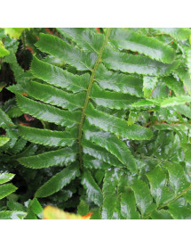 Polystichum munitum (1.5lt)
