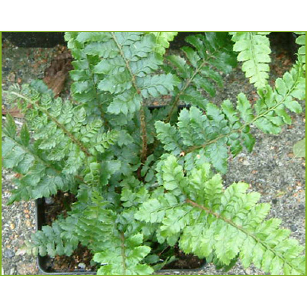 Polystichum polyblepharum (1lt)