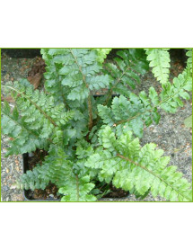 Polystichum polyblepharum (1lt)