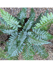 Polystichum polyblepharum (1lt)