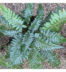 Polystichum polyblepharum (7.5lt)