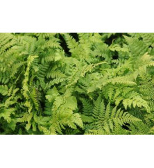 Polystichum setiferum (7.5lt)