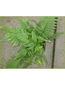 Polystichum setiferum Dahlem (Congestum Group) (1lt)
