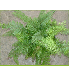 Polystichum setiferum Herrenhausen (Divisilobum Group) (1lt)