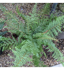 Polystichum setiferum Herrenhausen (Divisilobum Group) (1lt)