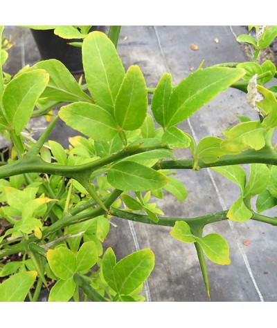 Poncirus trifoliata (citrus) (7.5lt)