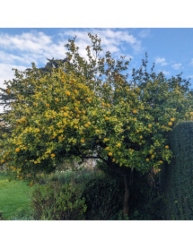 Poncirus trifoliata (citrus) (7.5lt) Poncirus trifoliata (citrus) (7.5lt)