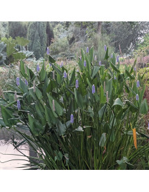 Pontaderia cordata