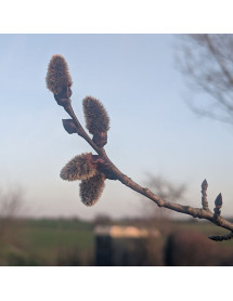 Populus tremula (12lt)