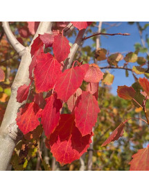 Populus tremula Erecta (12lt) Populus tremula Erecta (12lt)